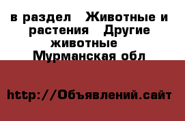  в раздел : Животные и растения » Другие животные . Мурманская обл.